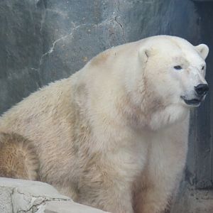 Polar bear