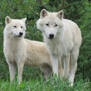 Arctic wolves