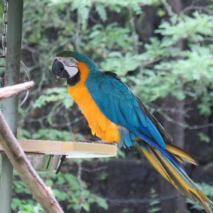 Blue-and-yellow macaw