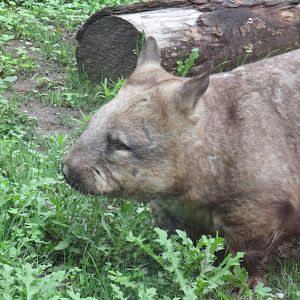 Southern hairy-nosed wombat