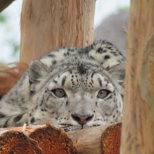 Snow leopard