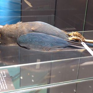 Glaucous Macaw (Anodorhynchus glaucus) study skin - an individual which died at Zoo Berlin in 1911.
