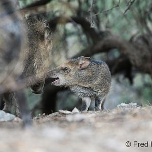 baby javelina
