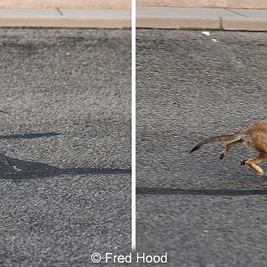 javelina chasing coyote