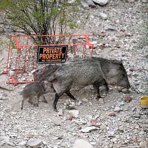 trespassing javelinas