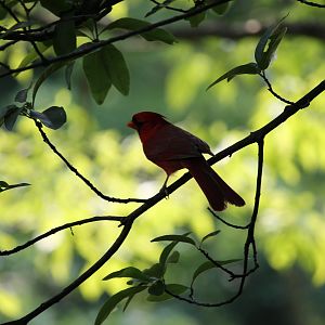Northern Cardinal