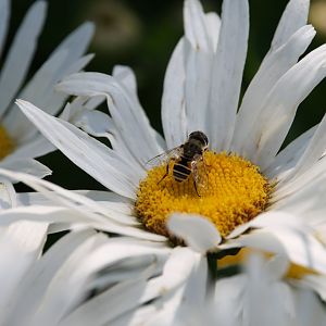 European drone fly (Eristalis arbustorum)