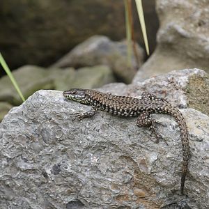 European wall lizard (Podarcis muralis)