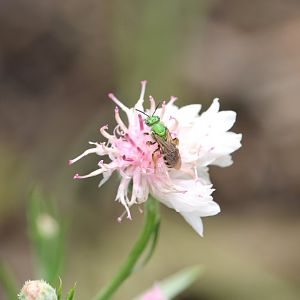 Bicolored striped sweat bee (Agapostemon virescens)