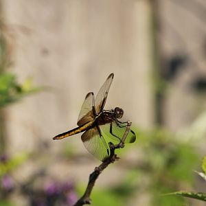 Widow skimmer (Libellula luctuosa)