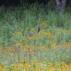 Deer at the end of the flower field