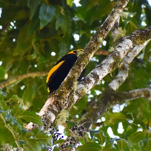 Regent Bowerbird (Sericulus chrysocephalus)