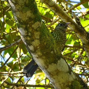 Green Catbird (Ailuroedus crassirostris)