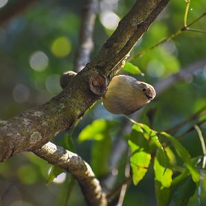 Large-billed Scrubwren (Sericornis magnirostra)
