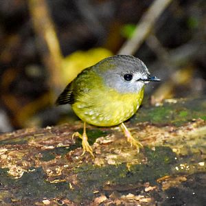 Pale-yellow Robin (Tregellasia capito)