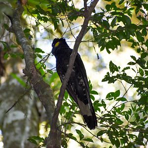 Yellow-tailed Black Cockatoo (Zanda funerea)