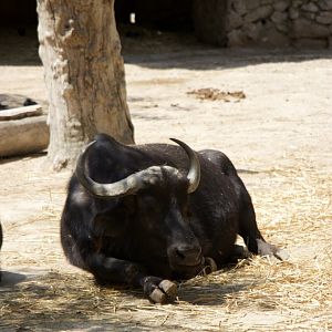 African Buffalo
