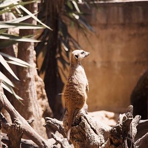 Meerkat