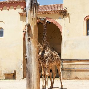 Angolan Giraffe
