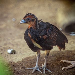 Blue Billed Currasow chick
