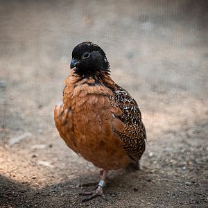 Masked Bobwhite Quail
