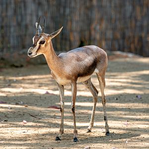 Speke’s Gazelle