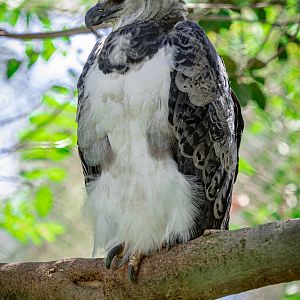 Harpy Eagle
