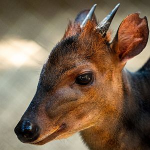 Black Duiker