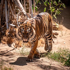CJ the Sumatran Tiger