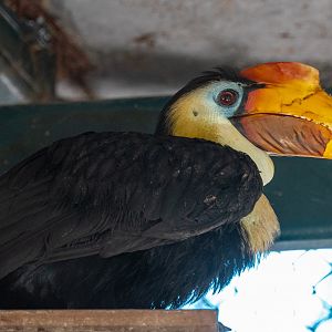 Wrinkled Hornbill