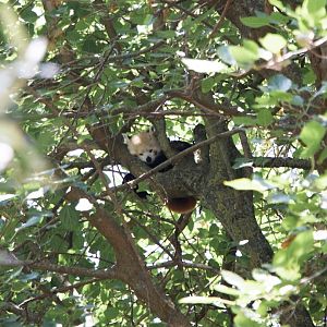Red Panda