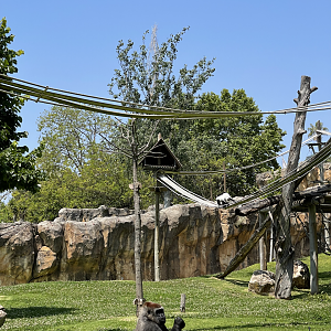 Western Lowland Gorilla & Mantled Guereza