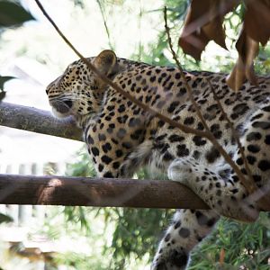 Persian Leopard