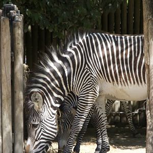 Grevy´s Zebra