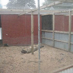 Hobro Minizoo - Meerkat exhibit