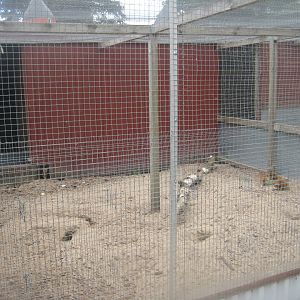 Hobro Minizoo - Yellow mongoose exhibit