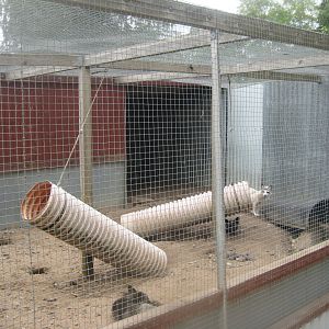 Hobro Minizoo - Fox exhibit