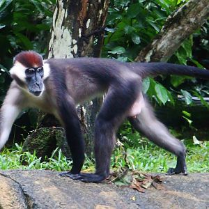 Cherry-crowned Mangabey