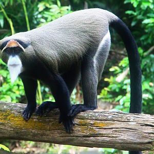 Primate Kingdom - De Brazza's Monkey
