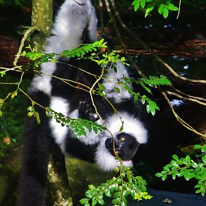 Primate Kingdom - Black-and-white Ruffed Lemur