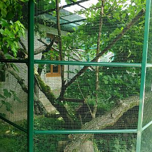 First cotton-top tamarin aviary - Bioparc Genève