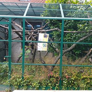 Second cotton-top tamarin aviary - Bioparc Genève