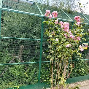 Western pygmy marmoset aviary - Bioparc Genève