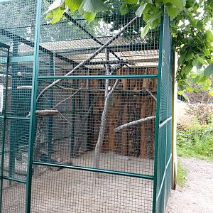 Greater hill myna (Gracula religiosa intermedia) aviary - Bioparc Genève