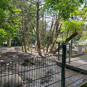 Central European wild boar enclosure - Bioparc Genève
