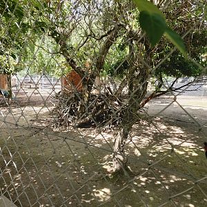 Reeve's muntjac enclosure (Muntiacus reevesi) - Bioparc Genève