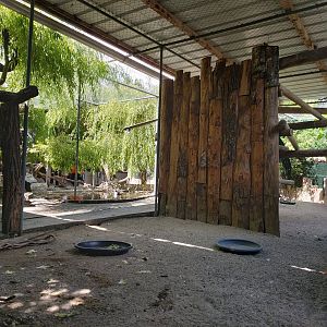 Northern bald ibis (Geronticus eremita) walkthrough aviary - Bioparc Genève