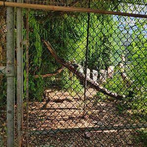 Crab-eating macaque (Macaca fascicularis) aviary - Bioparc Genève