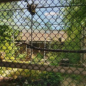 Bald eagle (Haliaeetus leucocephalus) aviary - Bioparc Genève