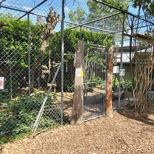 Ring-tailed lemur (Lemur catta) aviary - Bioparc Genève